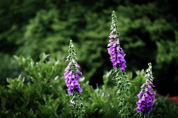Obraz premium Foxglove