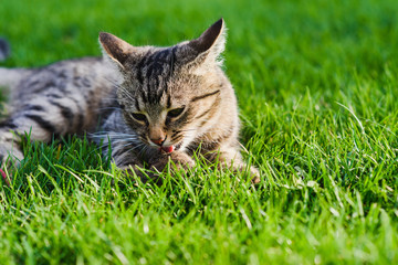 Cat playing with a mouse he just caught. Gray cat lying on green grass. Cat caught a mouse....