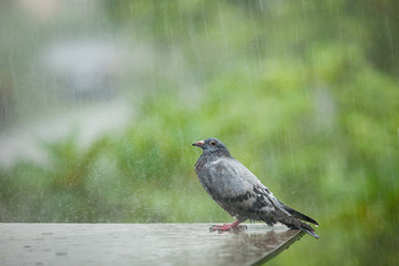 lonely homeless pigeon bird standing in hard raining