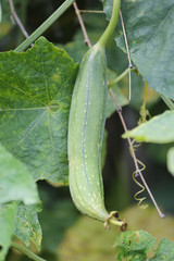 Raw zucchini on the tree.