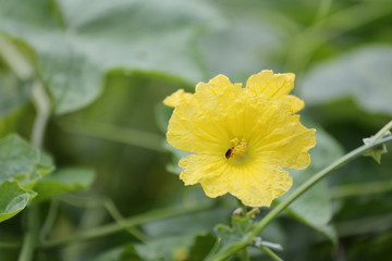 Yellow flower in bloom of cucumber.