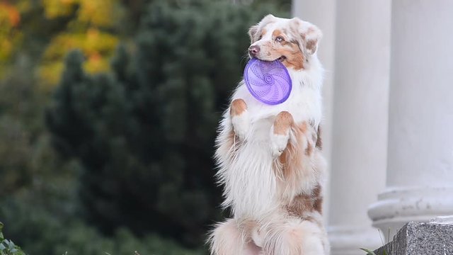 Australian shepherd dog with frisbee disk