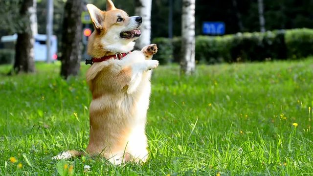 Funny welsh corgi showing tricks on the backyard
