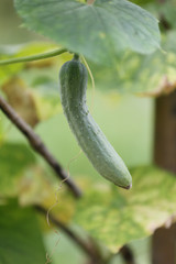 Raw cucumber on the tree.