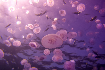 Jellyfish Soup