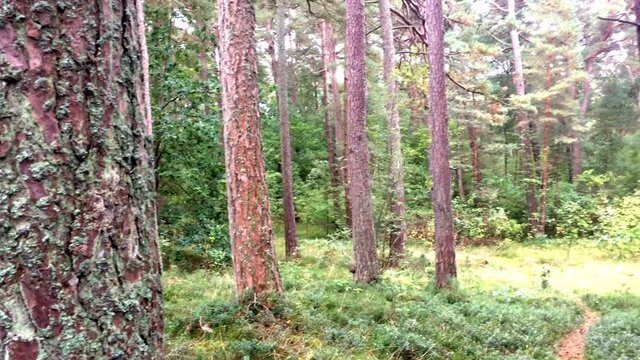 Kiefernwald an der Ostseek&uuml;ste in Polen