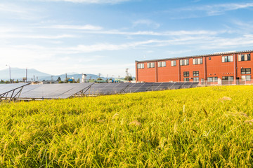 Obraz premium Solar power panels ,Photovoltaic modules for innovation and green grass with rice fields energy for life with blue sky background.