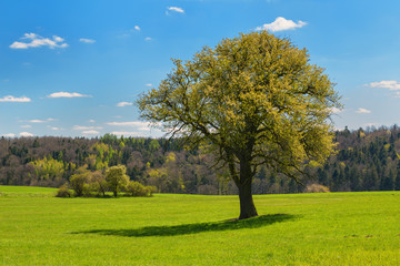 Fototapeta na wymiar Blooming tree on grass meadow, spring season, Czech Republic
