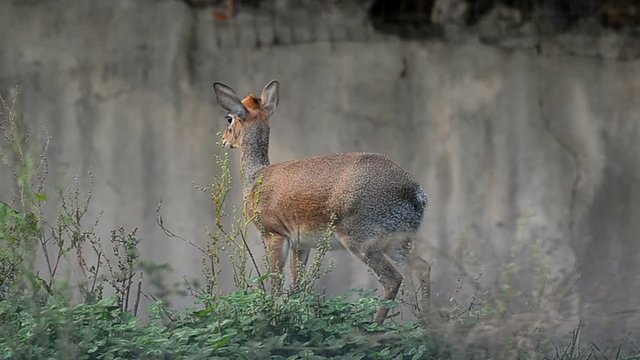 dik dik is the smallest antelope in the world