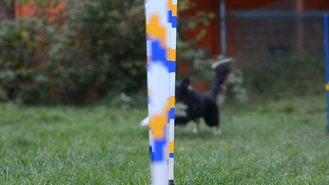 Border collie on Agility training