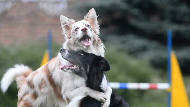 Two border collies - merle and tricolor colors playing with each other