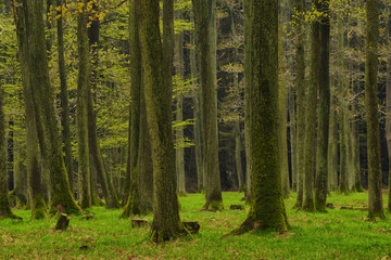 Forest, spring season, Fresh woodland Brdy Czech Republic