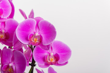 Naklejka na ściany i meble Orchideen isoliert auf weiss