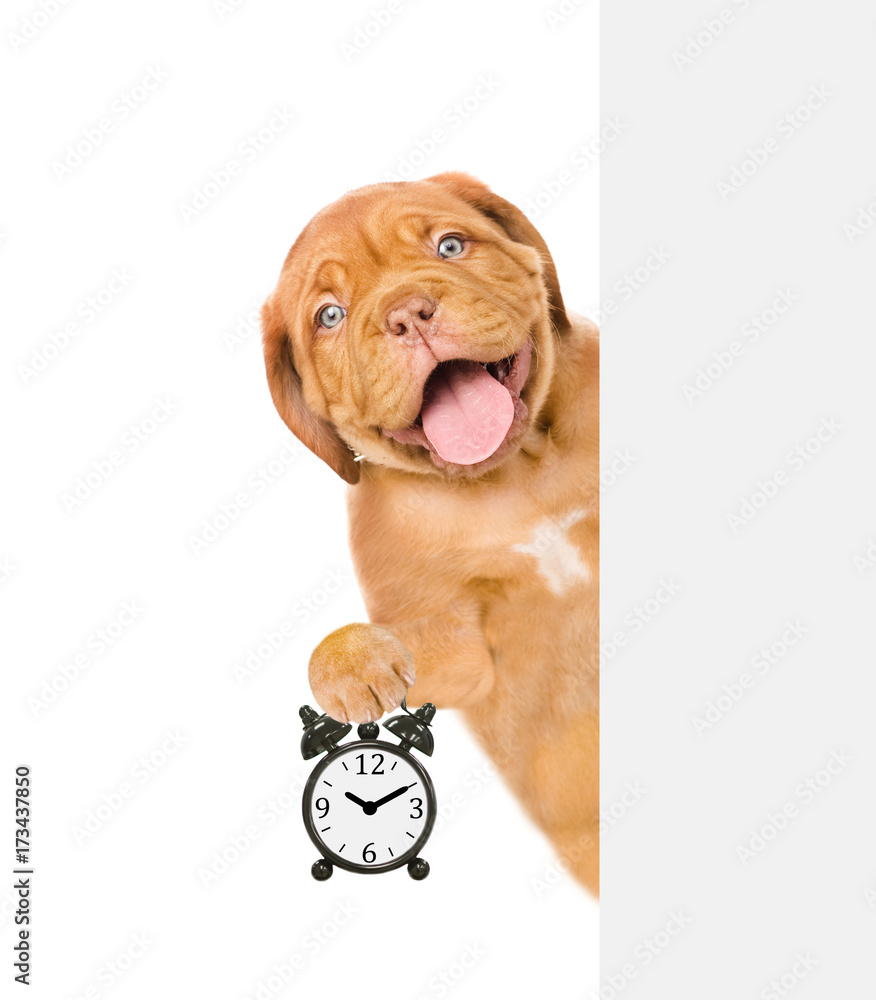 Poster Funny puppy peeking from behind empty board and showing alarm clock. isolated on white background