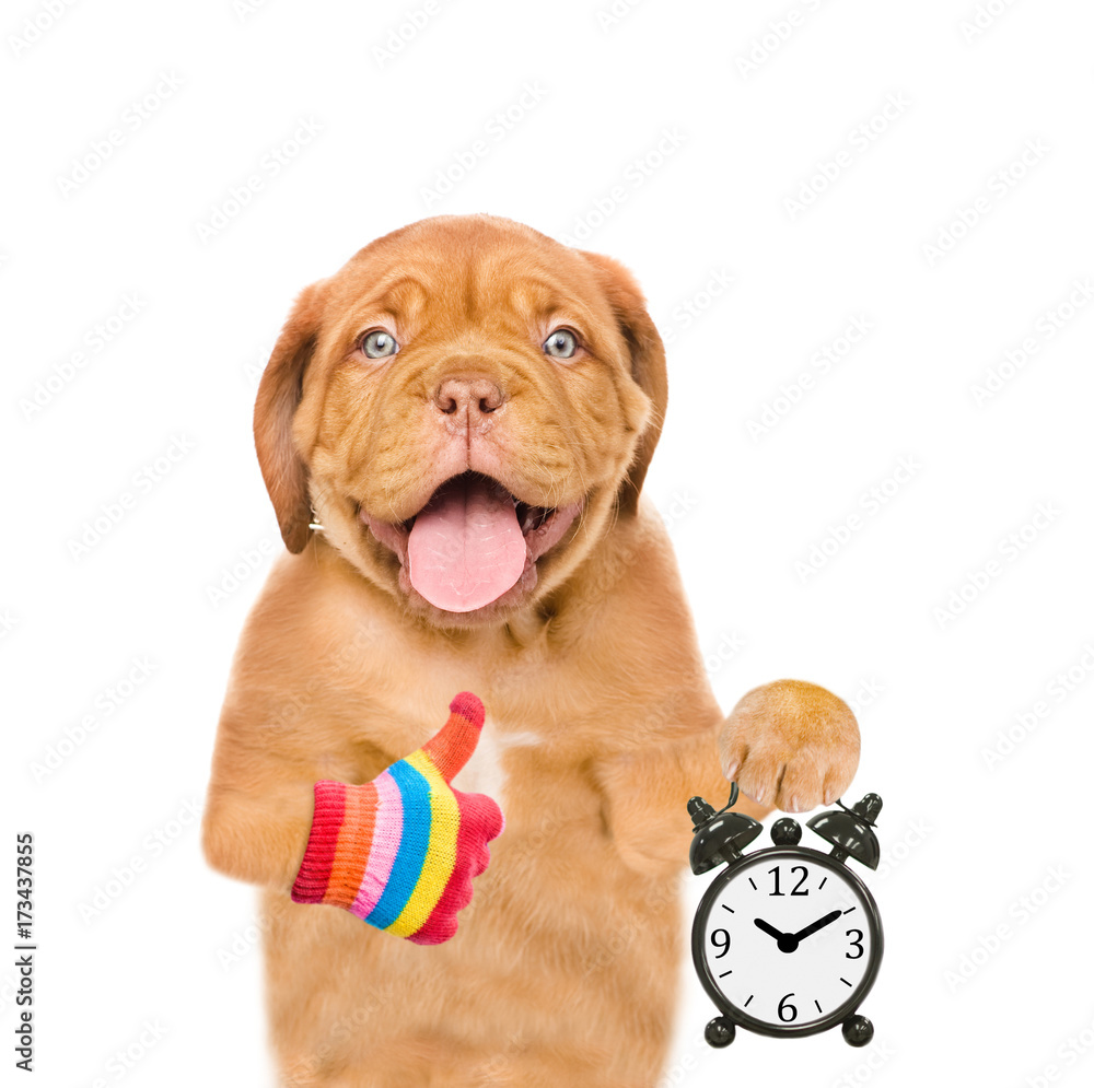 Poster funny puppy with alarm clock showing thumbs up. concept the right time. isolated on white background