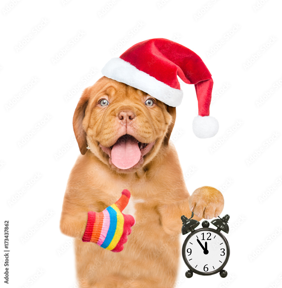 Poster funny puppy in red christmas hat with alarm clock showing thumbs up. isolated on white background