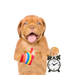 Funny puppy with alarm clock showing thumbs up. Concept the right time. isolated on white background