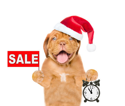 Funny puppy in red christmas hat with sales symbol showing alarm clock. isolated on white background