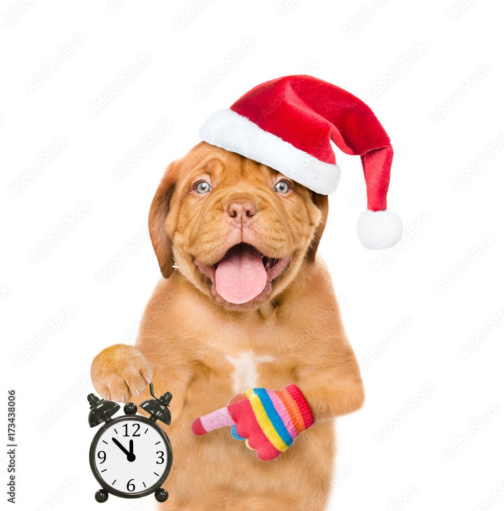 Poster funny puppy in red christmas hat showing alarm clock. space for text. isolated on white background