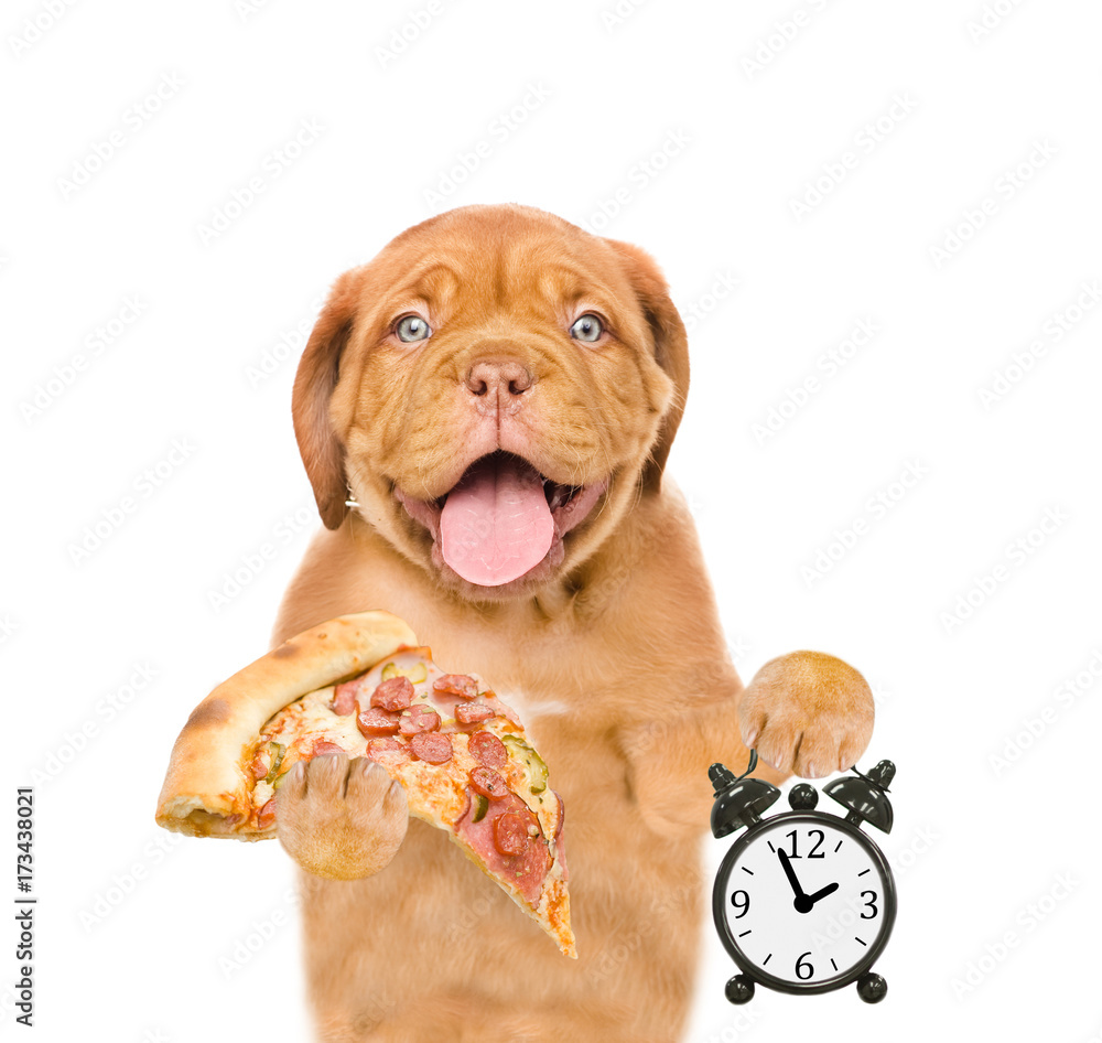 Poster Funny puppy with pizza showing alarm clock. Space for text. isolated on white background