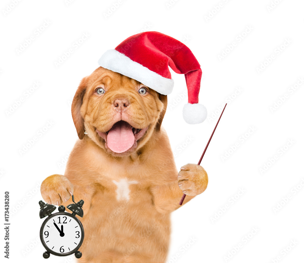 Poster Funny puppy in red christmas hat with pointing stick showing alarm clock. Space for text. isolated on white background