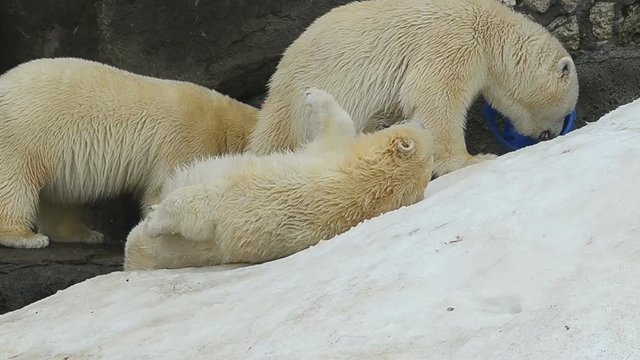 Three funny polar bears playing with snow