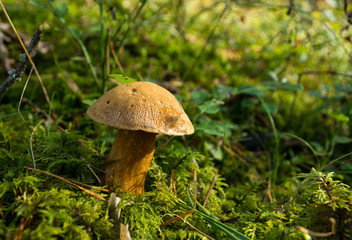  The forest edible mushroom growing on the green moss. Latvian nature, Europe.