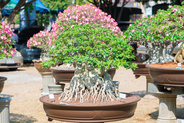 Bonsai style of Adenium tree or desert rose in flower pot