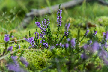 Purple heather in the green grass in forest environment.