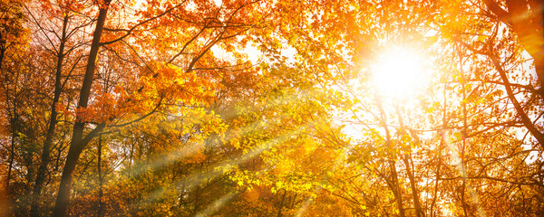 Colorful Autumn Leaves with sunbeams