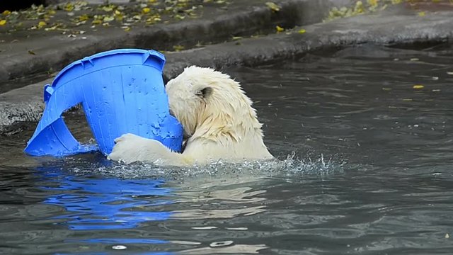 Funny polar bear playing in water with plastic cone