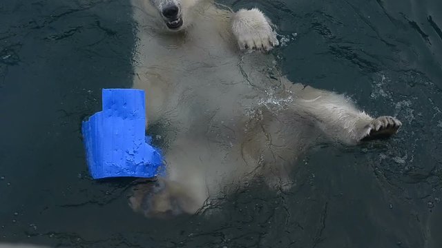 polar bear with toy swimming under water