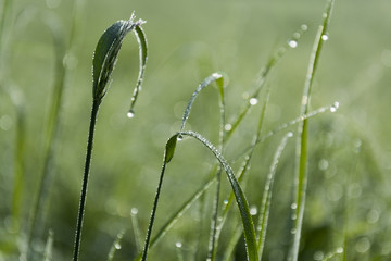 Dewy grass on the meadow with clear grass.