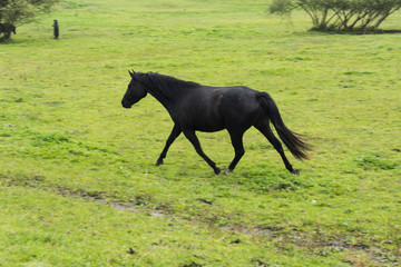 Fototapeta na wymiar Black running horse on grazing land with green grass. Horse colt. 