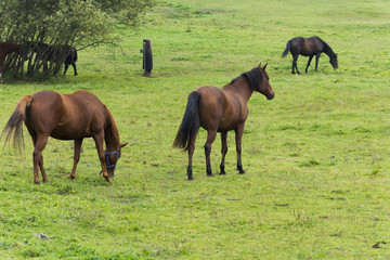 Obraz premium Brown horses on grazing land with green grass. 