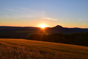 Obraz premium Getreide im Schein