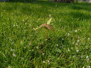 Sycamore sapling