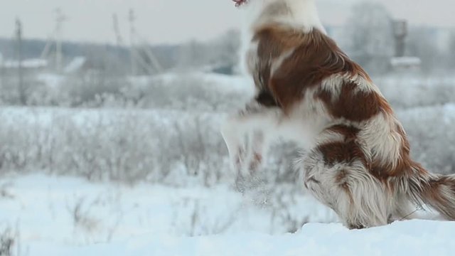 Border collie showing tricks