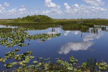 Obraz na płótnie Canvas wetland