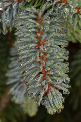 Naklejka na ściany i meble Raindrops and new growth on spruce tree
