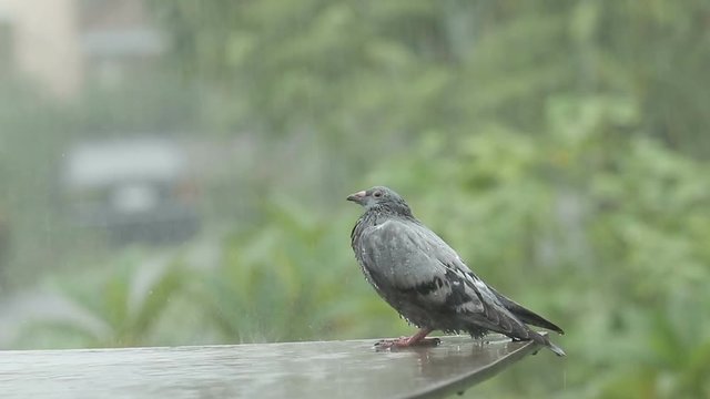 lonely pigeon standing in hard raining