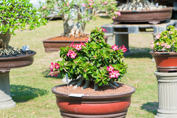 Fototapeta na wymiar Adenium tree or desert rose in flower pot