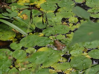 frogs in pond