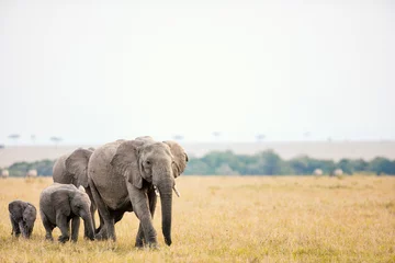 Papier Peint photo Lavable Éléphant Éléphants en Afrique