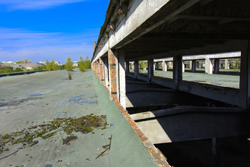 Fototapeta premium The destroyed building of the factory workshop, which worked in the defense industry of Ukraine. The trees grew on the roof. Robbery and an act of vandalism. September 2017