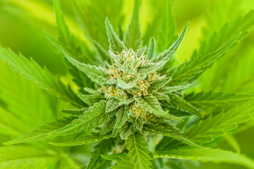 Closeup Marijuana Bud, Cannabis plant, medical cultivation