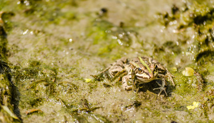 Frog in its natural environment 