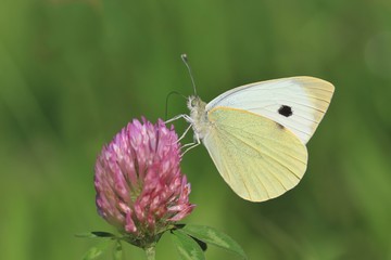 Large White butterfly on Meadow. Pieris brassicae. Large Cabbage White butterfly with closed wings sits on clover.