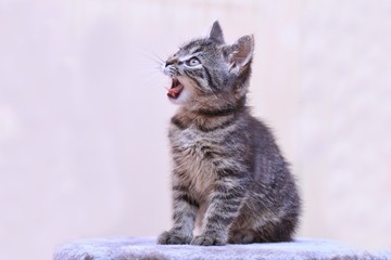 Cute little meowing tabby kitten.  Felis silvestris. 