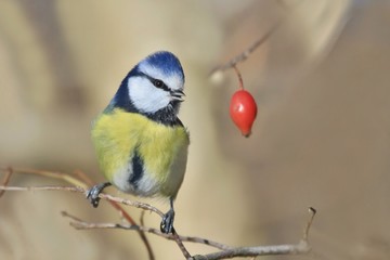 Eurasian blue tit. cute blue and yellow songbird in autumn scene. Cyanistes caeruleus. Czech republic. Winter with small bird. Wildlife scene from autumn nature.
